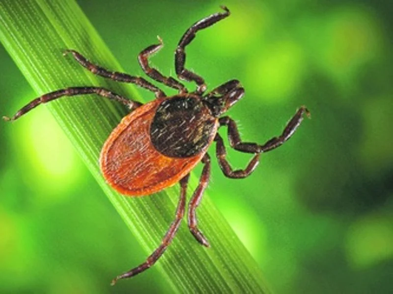 Внимание! Клещевые инфекции!